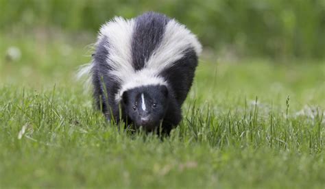 How to Identify Different Types of Skunks | Terminix