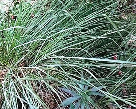 Indian Farms Live Kusha/Darbha Grass/Desmostachya bipinnata Holy Plant ...