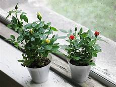 roselline in vaso mini roses right before your nose 5 tips for growing roselline in vaso mini roses right before your nose 5 tips for growing