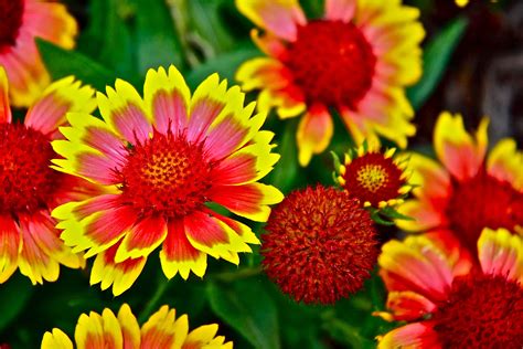 Best Perennial Plants For Full Sun at Paige Therrien blog