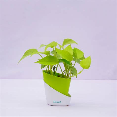 Money Plant Golden – Greenth