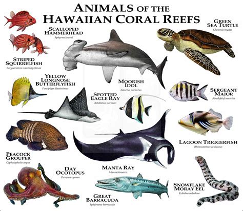 What Animals Live On The Hawaiian Islands at Patrick Guinn blog
