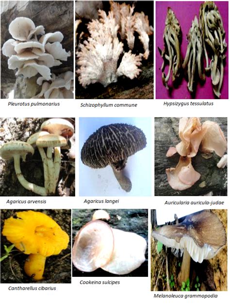 Rain Forest Research Institute Jorhat | Indian Council of Forestry ...