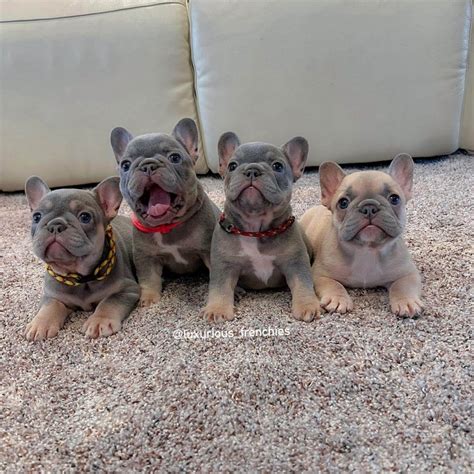 15 Photos Of Adorable French Bulldog Puppies That Make Everyone's Heart ...