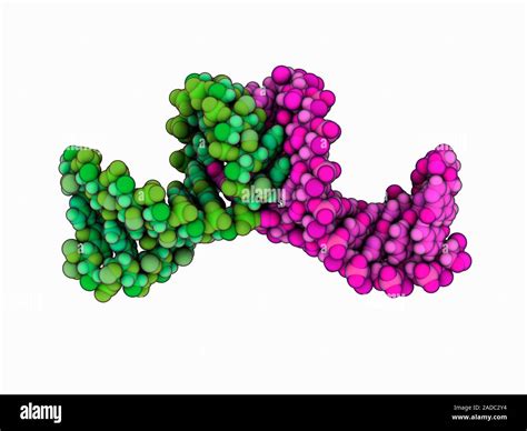 RNA Transcript Loop 的图像结果