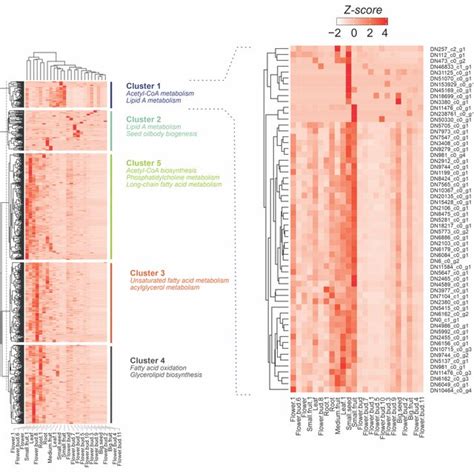 Transcriptome Analysis Image 的图像结果