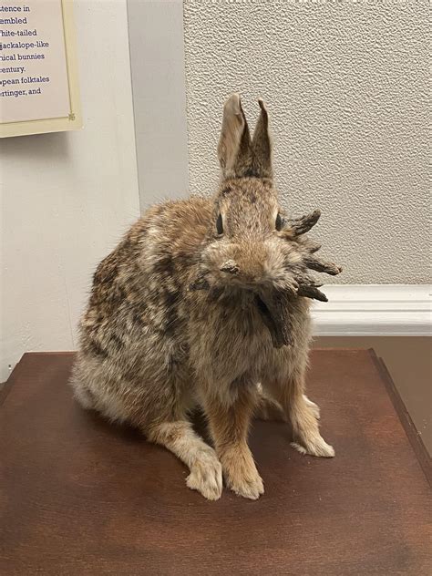 Rabbit with Shope papilloma virus which causes the cutaneous horns : u/Sad-Scale-7251