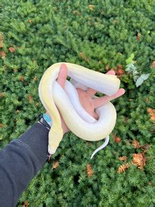 Ivory Burmese Python 的图像结果