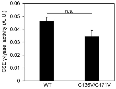 Cystathionine γ-Lyase Self-Inactivates by Polysulfidation during ...