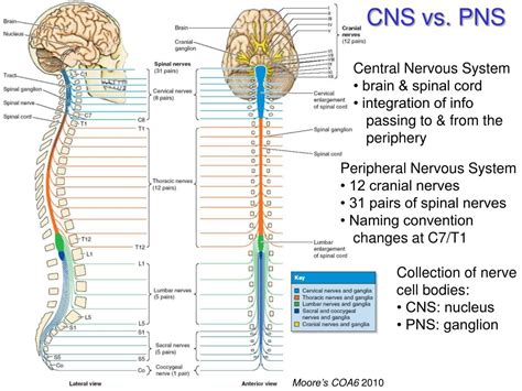 Image result for Somatic Nervous System Function