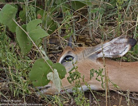 Python Eat Impala 的图像结果