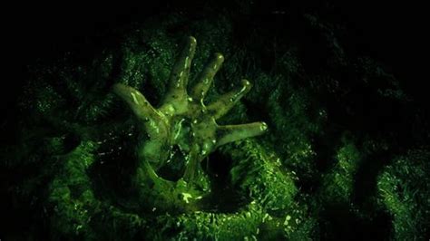 Image result for Alien Cocoon Scene