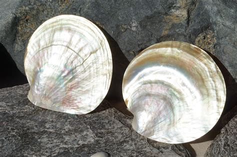 Mother of Pearl Polished 6"-7"