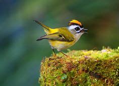 Image result for Formosan Firecrest