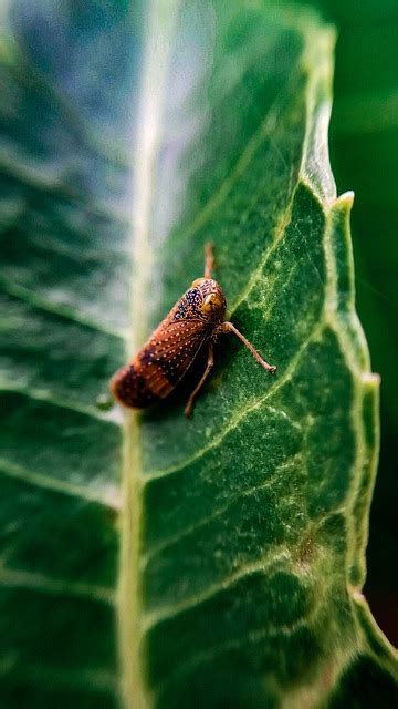 Image result for Insect.com