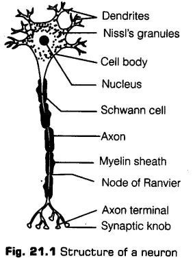 Notes Class 11 Biology Chapter 18 Neural Control and Coordination