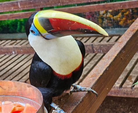 PEEKU PARK YERCAUD Guide (2026) All You Need to Know BEFORE You Go ...