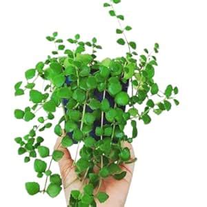 Ashokavanam Tangled Heart (Plectranthus prostratus) Plant : Amazon.in ...