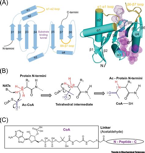 Lysine Acetylation Mechanism