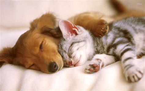 Really Cute Kittens And Puppies