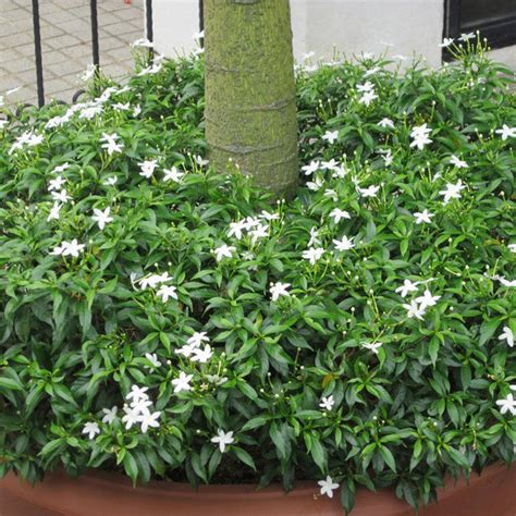 TMC Mini - Flowering Plants — Saharanpur Nursery