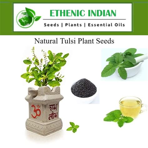 Homegrown Holy Basil Seeds 100,tulsi Herb Seeds culinary Herb,ready to Plant Tulsi Seeds ,indian ...