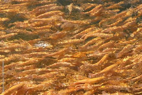 Image result for Trout Farming Methods