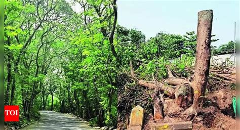 Navi Mumbai: Trees near Belapur fort cut for buildings, Centre orders ...