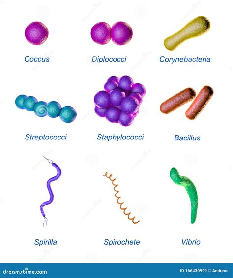Bacterial shapes stock illustration. Illustration of bacillus - 166430999