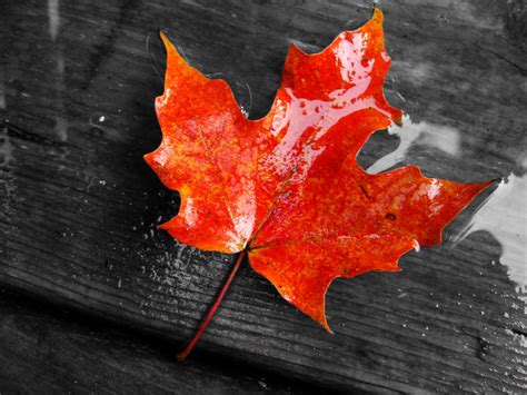 Maple Leaf Wallpapers - Top Free Maple Leaf Backgrounds - WallpaperAccess