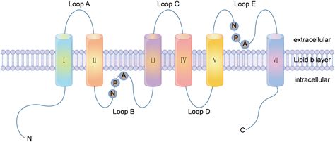 Transport Proteins In Cell Membrane