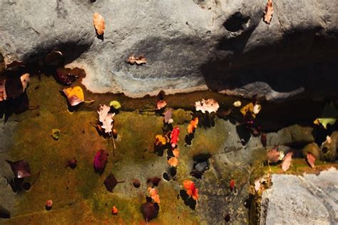 Foglie nell'acqua | Foto Gratis