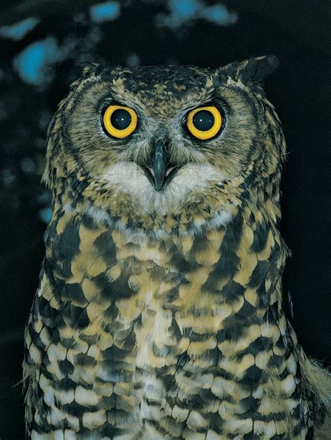 Eagle owl | Nocturnal, Nocturnal Predator & Nocturnal Hunter | Britannica