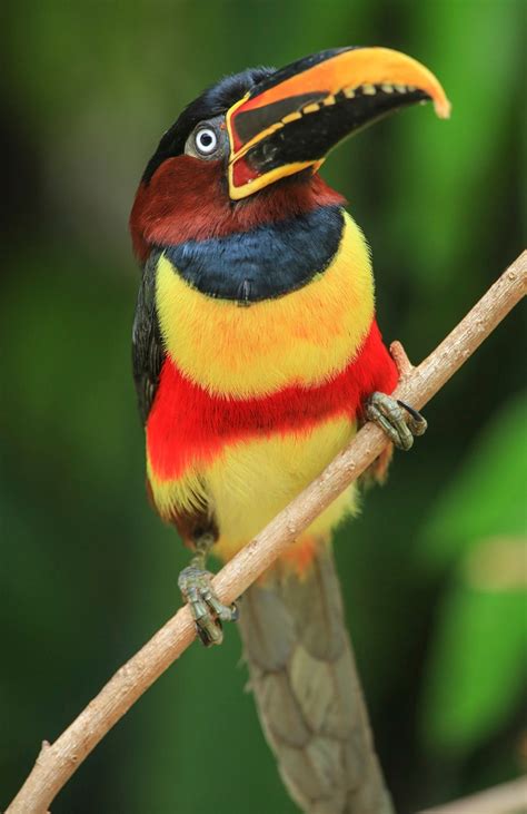 Image result for Colourful Birds Compilation