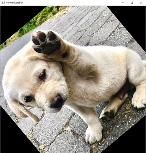 Image result for Image Rotate Python