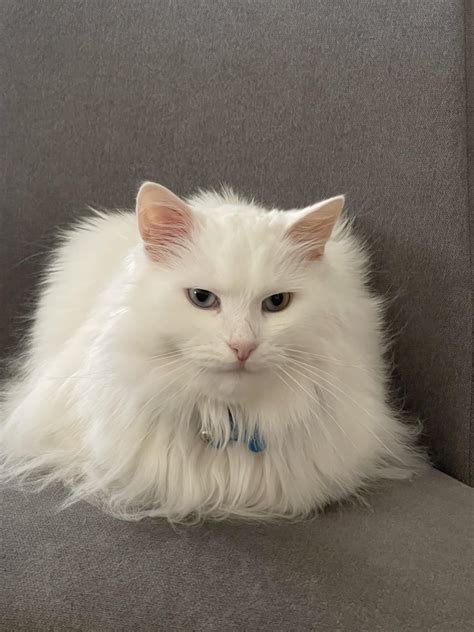 Old man Gandalf living the loaf life : r/SiberianCats