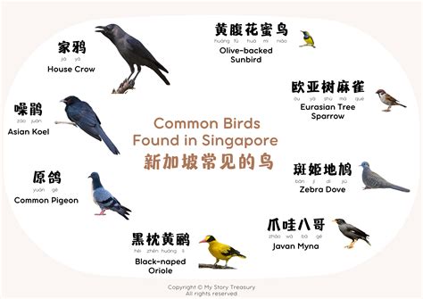 Most Common Last Names In Singapore at Carol Stone blog