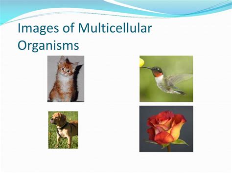 Image result for Multicellular Organism Examples