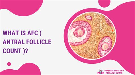 Antral Follicle