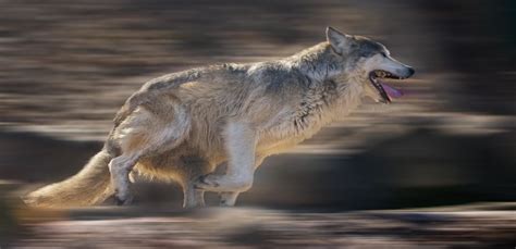 Wolves Running Really Fast 的图像结果