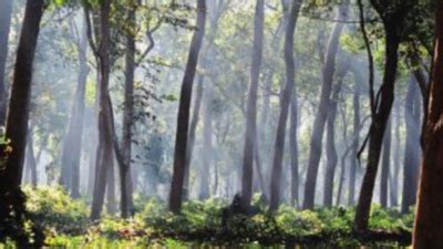 Kishanpur wildlife sanctuary: A paradise in nature’s lap | Lucknow News ...