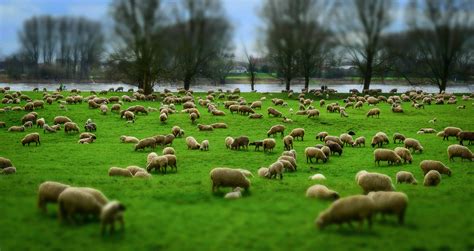 Sheep Herding Definition at Sherry Powers blog