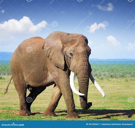Elephant with large tusks stock photo. Image of grass - 26146562