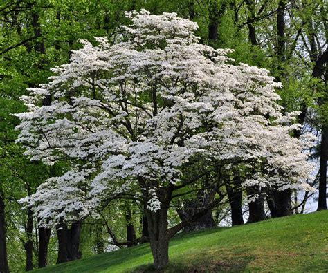 Pacific Dogwood Tree: Ultimate Guide to Beauty & Ecology – Grow Billion ...