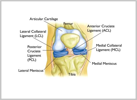 Knee Ligaments Anatomy