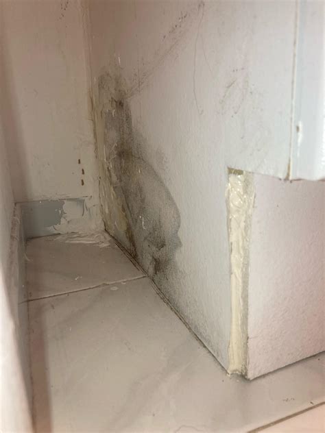 Cockroach Infestation 的图像结果