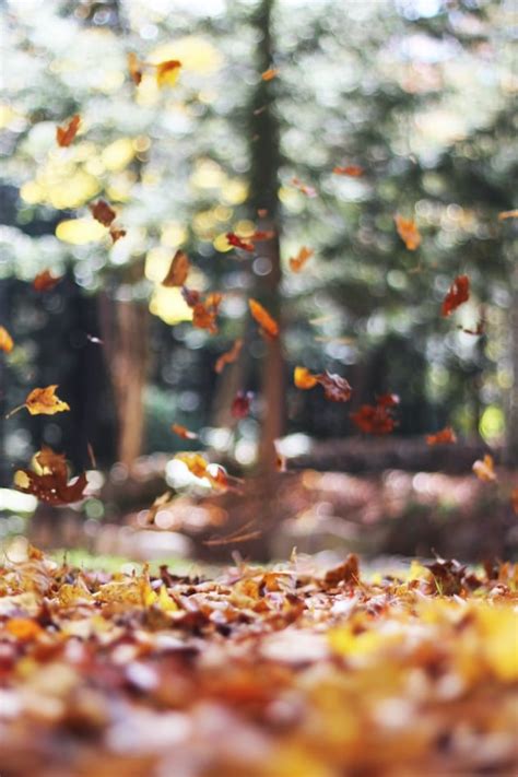 What is the Fall Season? | Information for Kids | Twinkl