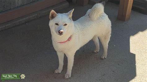 Female White Shiba Inu - Stud Dog in Colorado, the United States ...