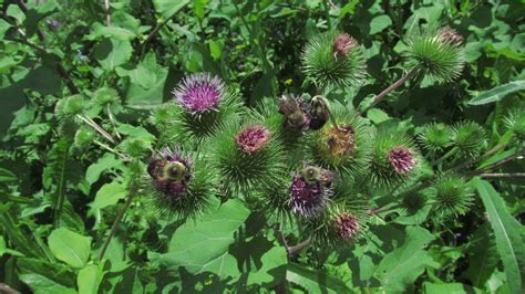 Bildergebnis für arctium lappa