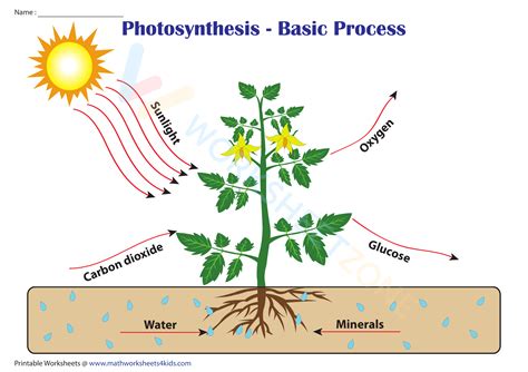 Image result for Basic Photosynthesis